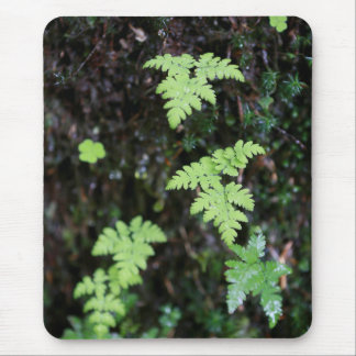 Ferns - mouse mat