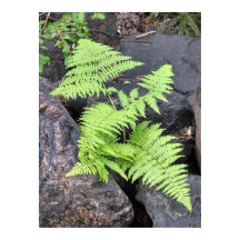 Ferns, nestled among stone, Rocky Mountain NP.