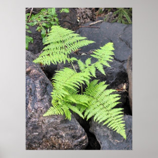 Ferns, nestled among stone, Rocky Mountain NP. Poster