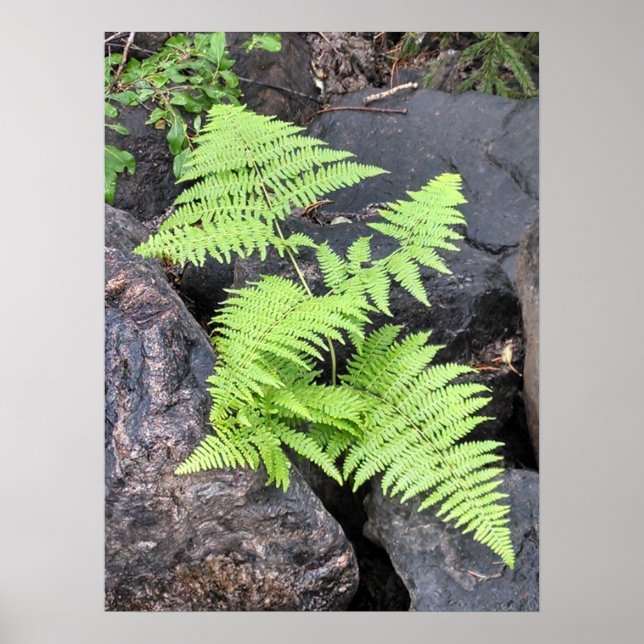 Ferns, nestled among stone, Rocky Mountain NP. Poster (Front)