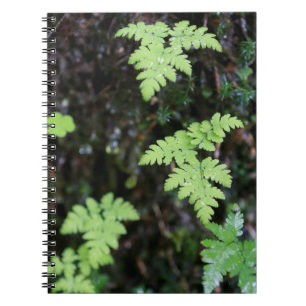 Ferns - notebook