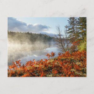 Ferns on Shoreline   Paradise, Michigan Postcard