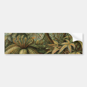 Ferns Palm Tree Antique Botanical Ferns Art Bumper Sticker