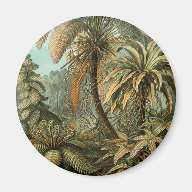 Ferns Palm Tree Antique Botanical Ferns Art Magnet (Front)
