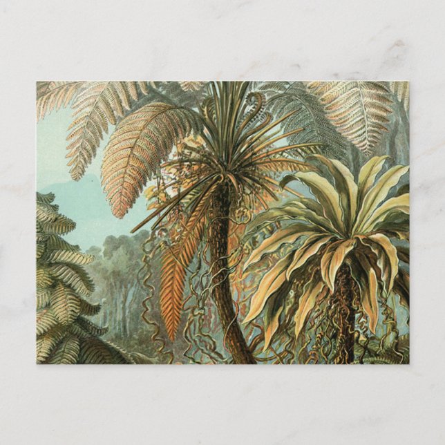 Ferns Palm Tree Antique Botanical Ferns Art Postcard (Front)