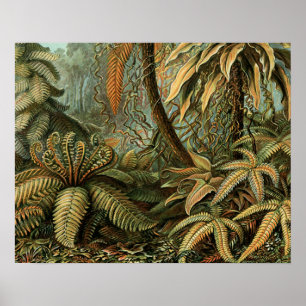 Ferns Palm Tree Antique Botanical Ferns Art Poster
