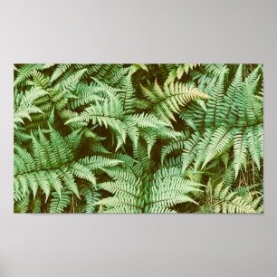 Ferns,  poster
