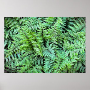 Ferns,  poster