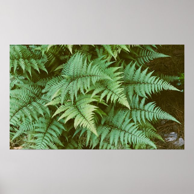 Ferns,  poster (Front)