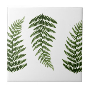Ferns Tile