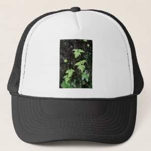 Ferns - trucker hat