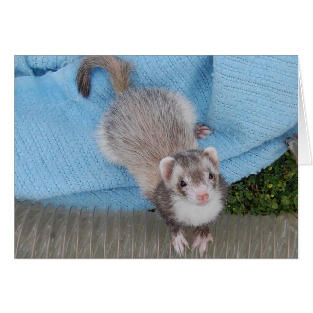 ferret (Front Horizontal)