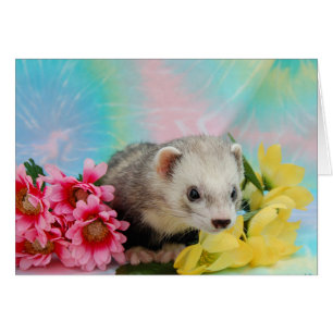 Ferret