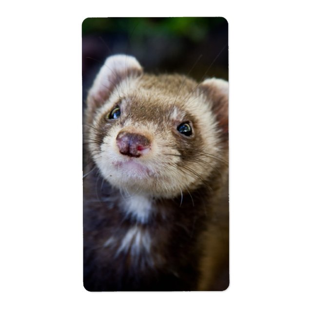 Ferret (Front)