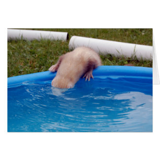 Ferret