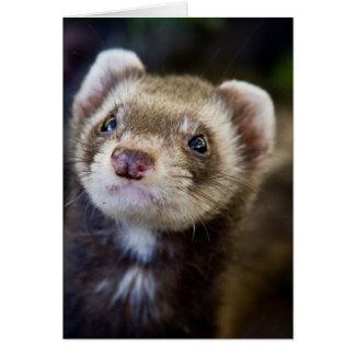 Ferret