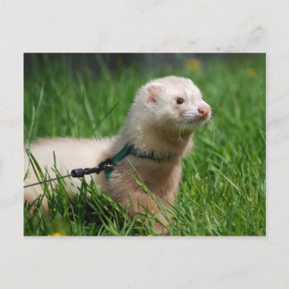 Ferret 1 postcard