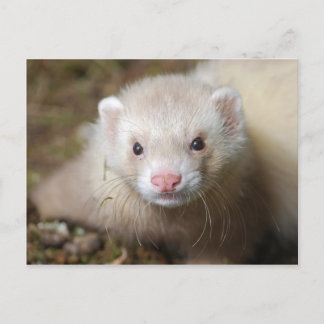 Ferret 3 postcard