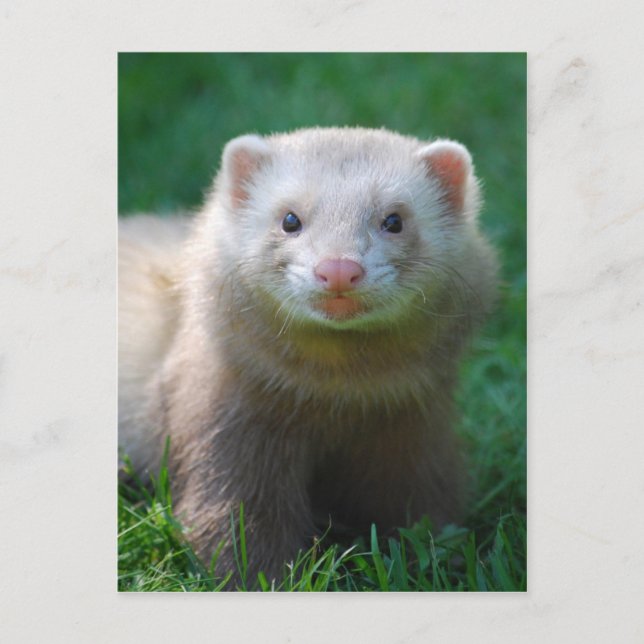 Ferret 7 postcard (Front)