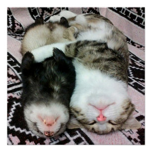 Ferret and Cat Sleeping Poster