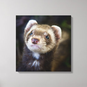 Ferret Canvas Print