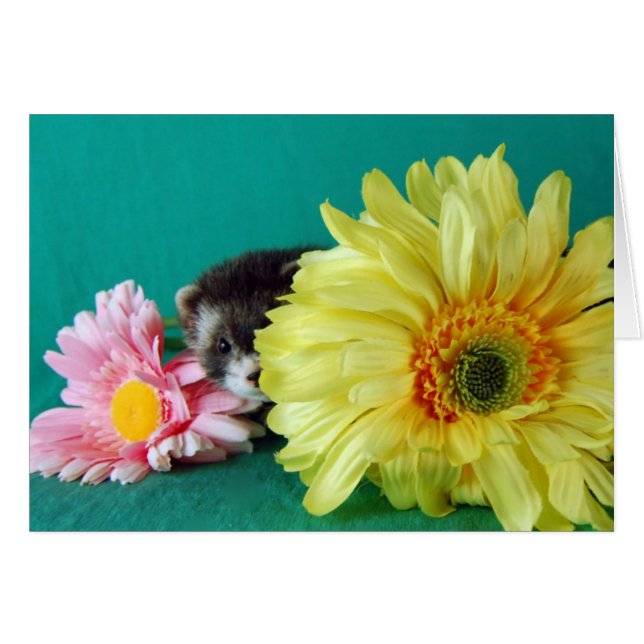 Ferret Card (Front Horizontal)