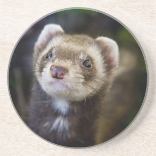 Ferret Coaster