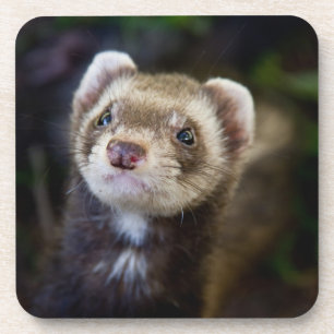 Ferret Coaster