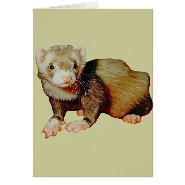 Ferret Drawing (Front)