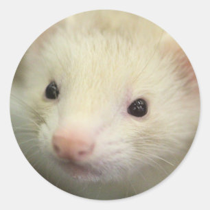 Ferret face classic round sticker
