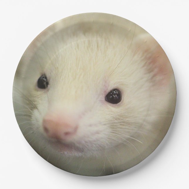 Ferret face paper plate (Front)