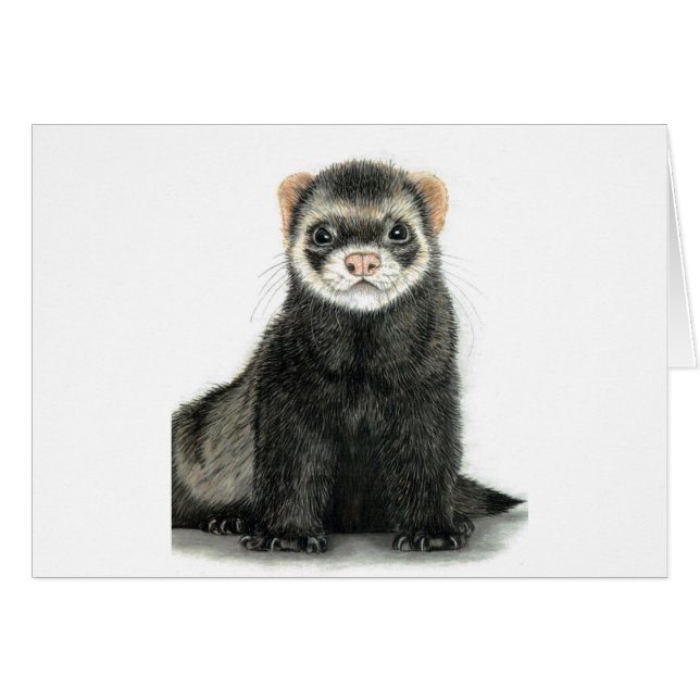 Ferret fun! (Front Horizontal)