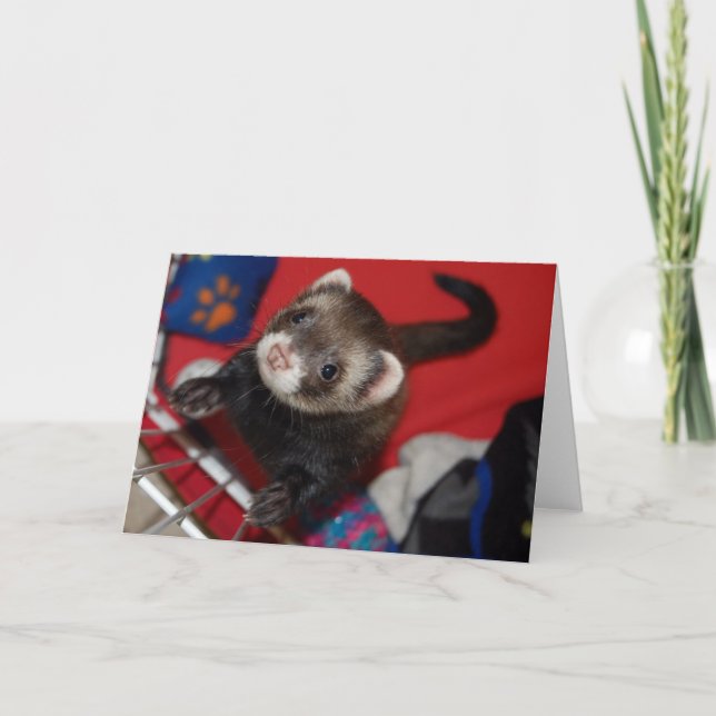 Ferret Greeting Card (Front)