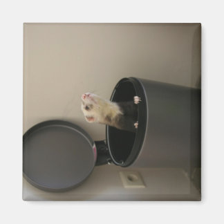 Ferret in a trashcan magnet