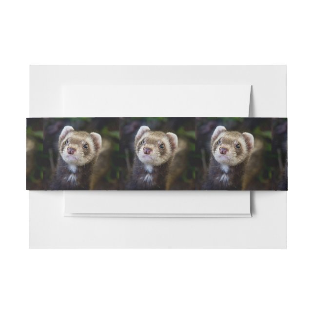 Ferret Invitation Belly Band (Front Example)