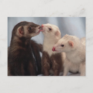 Ferret Love Postcard