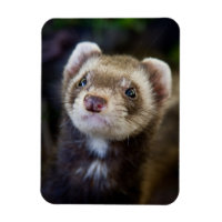 Ferret