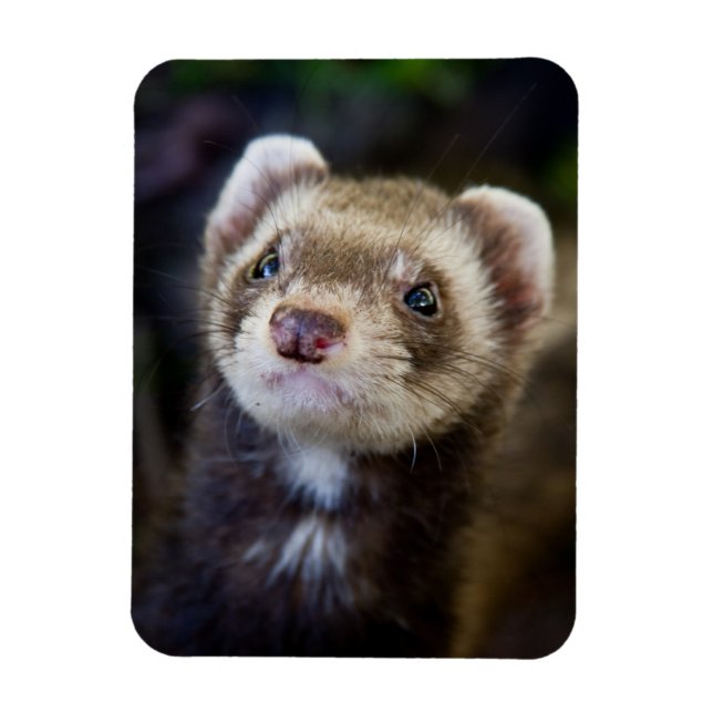 Ferret Magnet (Vertical)