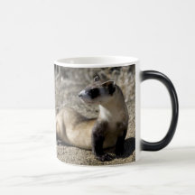 Ferret Mongoose