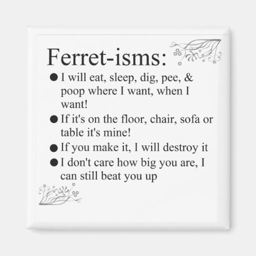 Image of Ferret Pictures Sayings and Quotes Magnet