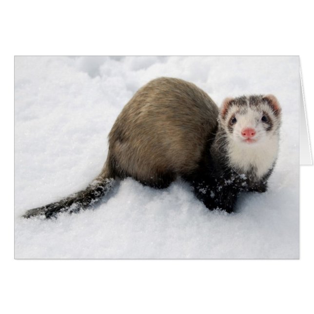 Ferret playing in snow (Front Horizontal)
