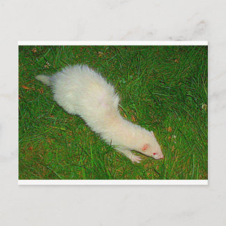 Ferret Postcard