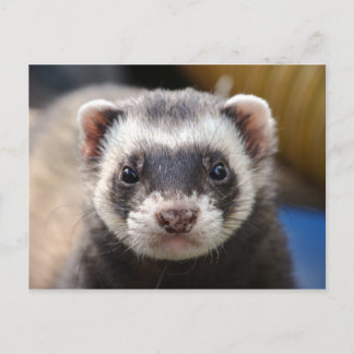 Ferret Postcard