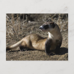 Ferret Postcard
