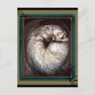 ferret postcards