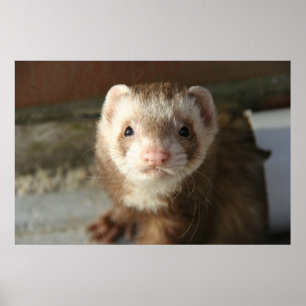 Ferret poster close-up