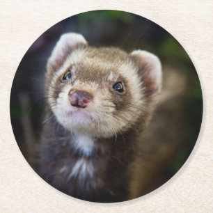 Ferret Round Paper Coaster