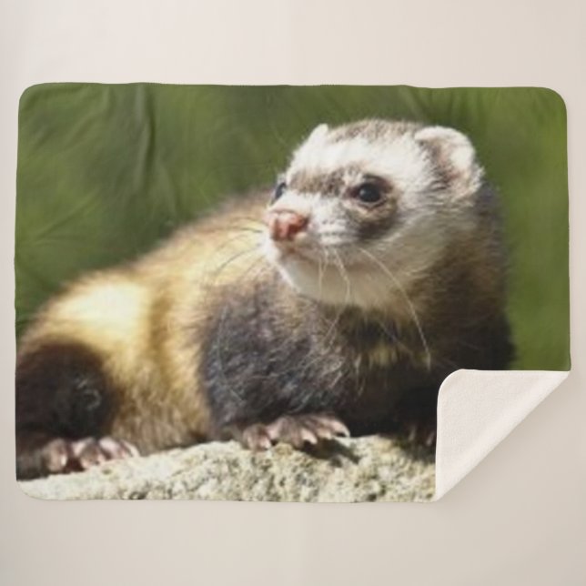 FERRET SHERPA BLANKET (Front (Horizontal))