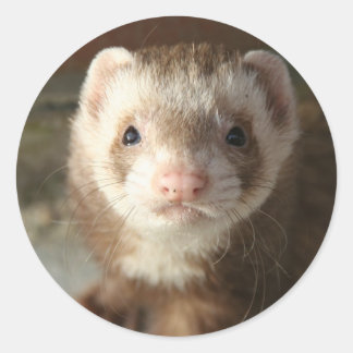 Ferret Sticker close-up