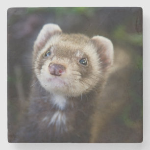 Ferret Stone Coaster